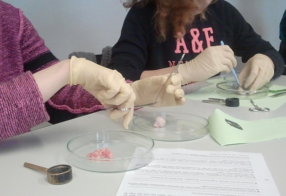 Hier sehen Sie, wie Sch&uuml;ler*innen ein Auge sezieren.